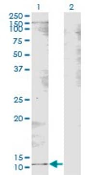 Monoclonal Anti-B2M antibody produced in mouse clone 3F2, purified immunoglobulin, buffered aqueous solution