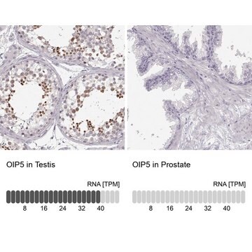 Anti-OIP5 antibody produced in rabbit Prestige Antibodies&#174; Powered by Atlas Antibodies, affinity isolated antibody