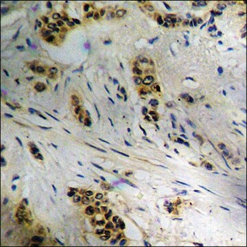 Anti-phospho-CDC37 (pSer13) antibody produced in rabbit affinity isolated antibody