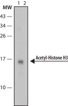 抗-乙酰组蛋白H3 (Ac-Lys9)抗体，小鼠单克隆抗体 clone AH3-120, purified from hybridoma cell culture