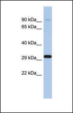 Anti-ENDOG antibody produced in rabbit affinity isolated antibody