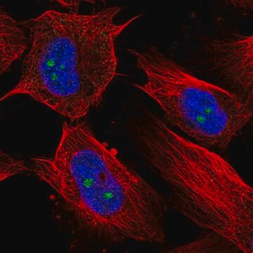 Anti-RBM19 antibody produced in rabbit Prestige Antibodies&#174; Powered by Atlas Antibodies, affinity isolated antibody