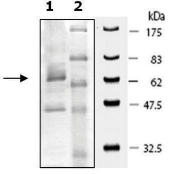 PDE7B active rat recombinant, expressed in baculovirus infected Sf9 cells, &#8805;30% (SDS-PAGE)