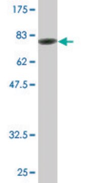 Monoclonal Anti-SPAG8 antibody produced in mouse clone 2F12, purified immunoglobulin, buffered aqueous solution