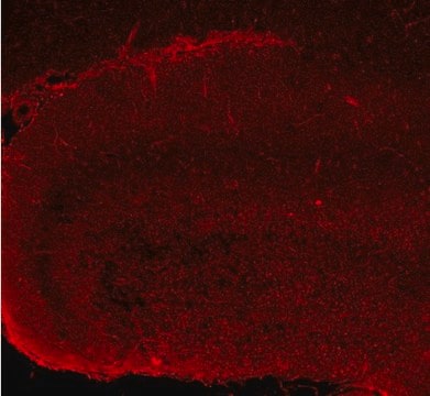 Anti-phospho-Pannexin 1 (Tyr308) from rabbit