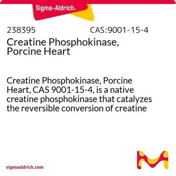 Creatine Phosphokinase, Porcine Heart Creatine Phosphokinase, Porcine Heart, CAS 9001-15-4, is a native creatine phosphokinase that catalyzes the reversible conversion of creatine and ATP to creatine phosphate and ADP.