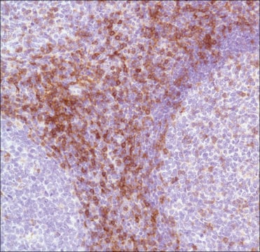 Anti-CD7 antibody, Rabbit monoclonal clone SP94, recombinant, expressed in proprietary host, affinity isolated antibody