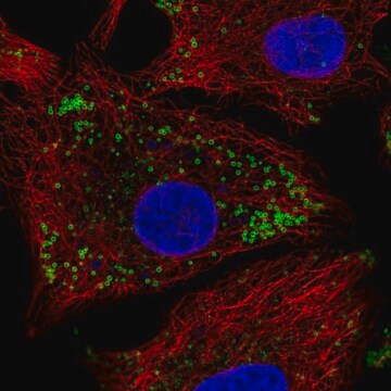 Anti-KRT222 antibody produced in rabbit Prestige Antibodies&#174; Powered by Atlas Antibodies, affinity isolated antibody