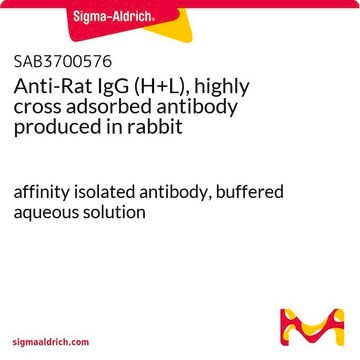 Anti-Rat IgG (H+L), highly cross adsorbed antibody produced in rabbit affinity isolated antibody, buffered aqueous solution