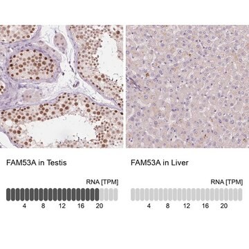 Anti-FAM53A antibody produced in rabbit Prestige Antibodies&#174; Powered by Atlas Antibodies, affinity isolated antibody, buffered aqueous glycerol solution