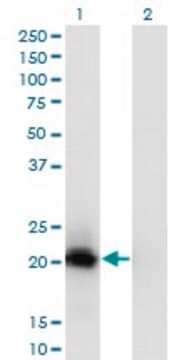 Monoclonal Anti-C20ORF102, (C-terminal) antibody produced in mouse clone 1A8, purified immunoglobulin, buffered aqueous solution