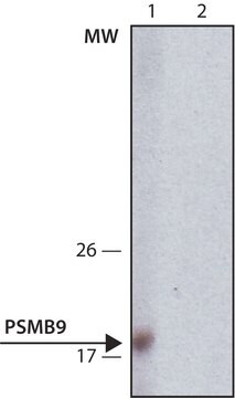 Anti-PSMB9 antibody, Mouse monoclonal clone LMP2-37, purified from hybridoma cell culture