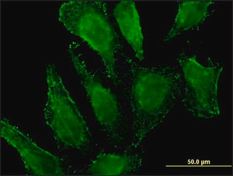 Monoclonal Anti-MGST3 antibody produced in mouse clone 1C4, purified immunoglobulin, buffered aqueous solution