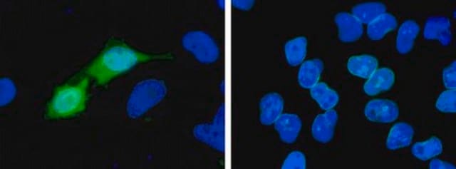 Anti-Histidine Tagged Antibody, clone 4D11, Alexa Fluor&#8482; 488 conjugate clone 4D11, Upstate&#174;, from mouse