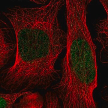 Anti-ID1 antibody produced in rabbit Prestige Antibodies&#174; Powered by Atlas Antibodies, affinity isolated antibody