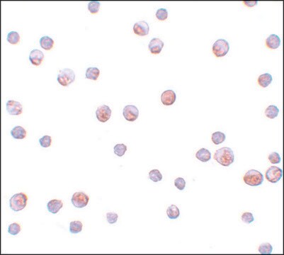 Anti-SIP1 antibody produced in rabbit affinity isolated antibody, buffered aqueous solution