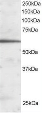 Anti-FOXA2/HNF3B antibody produced in goat affinity isolated antibody, buffered aqueous solution