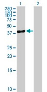 Anti-SERPINB10 antibody produced in mouse purified immunoglobulin, buffered aqueous solution