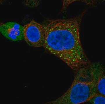 Anti-Gxylt1 Antibody Produced In Rabbit Prestige Antibodies&#174; Powered by Atlas Antibodies, affinity isolated antibody, buffered aqueous glycerol solution