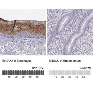 Anti-ENDOU antibody produced in rabbit Prestige Antibodies&#174; Powered by Atlas Antibodies, affinity isolated antibody