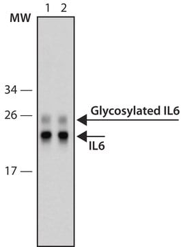 SILu&#8482;Rich Anti-IL6 MAb, biotin conjugated clone IL6-4G1, purified from hybridoma cell culture