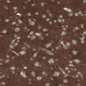 Monoclonal Anti-THY1 antibody produced in mouse Prestige Antibodies&#174; Powered by Atlas Antibodies, clone CL1028, purified immunoglobulin, buffered aqueous glycerol solution