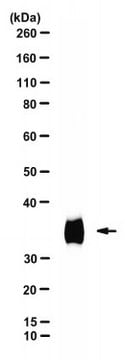 Anti-SARS CoV-2 RBD mutant N501Y Antibody, clone 8A6