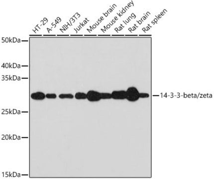 Anti-14-3-3-beta/zeta Antibody, clone 7Z4S5, Rabbit Monoclonal