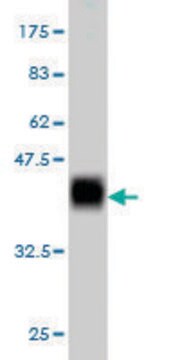 Monoclonal Anti-AZIN1 antibody produced in mouse clone 8B9, purified immunoglobulin, buffered aqueous solution