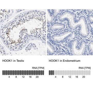 Anti-HOOK1 antibody produced in rabbit Prestige Antibodies&#174; Powered by Atlas Antibodies, affinity isolated antibody, buffered aqueous glycerol solution, Ab1