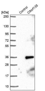 Anti-C9orf135 antibody produced in rabbit Prestige Antibodies&#174; Powered by Atlas Antibodies, affinity isolated antibody, buffered aqueous glycerol solution, Ab2