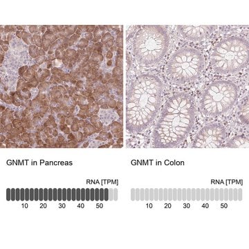 Anti-GNMT antibody produced in rabbit Prestige Antibodies&#174; Powered by Atlas Antibodies, affinity isolated antibody, buffered aqueous glycerol solution