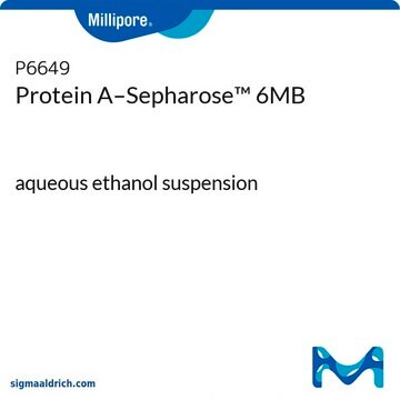 Protein&#160;A–Sepharose&#8482; 6&nbsp;MB aqueous ethanol suspension