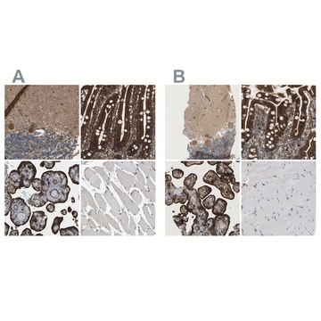 Anti-PICALM antibody produced in rabbit Prestige Antibodies&#174; Powered by Atlas Antibodies, affinity isolated antibody, buffered aqueous glycerol solution, Ab1