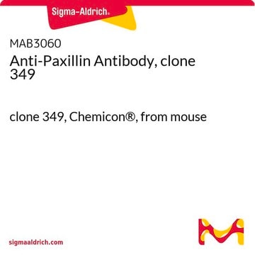 Anti-Paxillin Antibody, clone 349 clone 349, Chemicon&#174;, from mouse