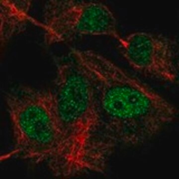 Anti-GTF3C1 antibody produced in rabbit Prestige Antibodies&#174; Powered by Atlas Antibodies, affinity isolated antibody, buffered aqueous glycerol solution