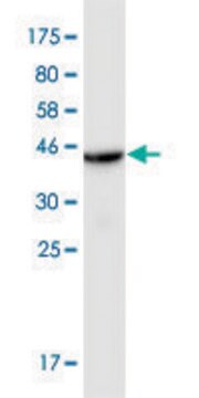 Monoclonal Anti-SLC44A1 antibody produced in mouse clone 4E12, purified immunoglobulin, buffered aqueous solution