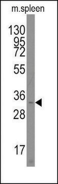 Anti-PARP11 (N-term) antibody produced in rabbit saturated ammonium sulfate (SAS) precipitated, buffered aqueous solution