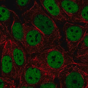 Anti-HNRNPUL2 antibody produced in rabbit Prestige Antibodies&#174; Powered by Atlas Antibodies, affinity isolated antibody