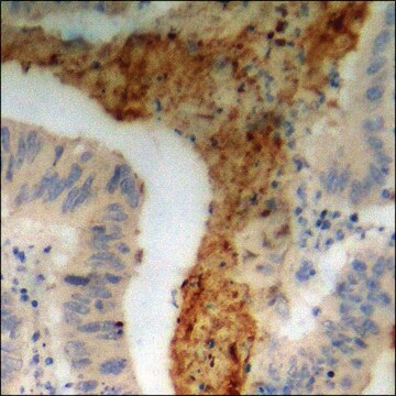 Anti-phospho-PTPRA (pTyr798) antibody produced in rabbit affinity isolated antibody