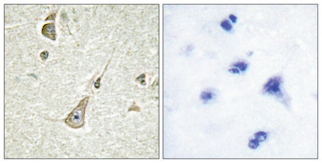 Anti-PCDH-X antibody produced in rabbit affinity isolated antibody