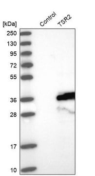 Anti-TSR2 antibody produced in rabbit Prestige Antibodies&#174; Powered by Atlas Antibodies, affinity isolated antibody, buffered aqueous glycerol solution