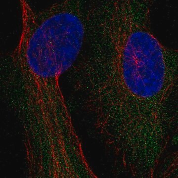 Anti-Cad Antibody Produced In Rabbit Prestige Antibodies&#174; Powered by Atlas Antibodies, affinity isolated antibody, buffered aqueous glycerol solution