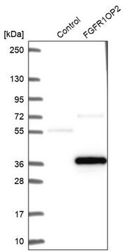 Anti-FGFR1OP2 antibody produced in rabbit Prestige Antibodies&#174; Powered by Atlas Antibodies, affinity isolated antibody, buffered aqueous glycerol solution