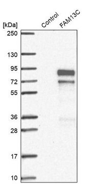 Anti-FAM13C antibody produced in rabbit Prestige Antibodies&#174; Powered by Atlas Antibodies, affinity isolated antibody, buffered aqueous glycerol solution