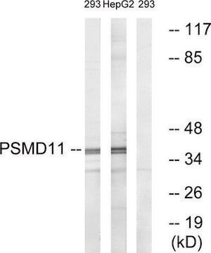 Anti-PSMD11 antibody produced in rabbit affinity isolated antibody