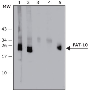 Anti-FAT10 (human specific) antibody, Mouse monoclonal clone FAT10-10, purified from hybridoma cell culture