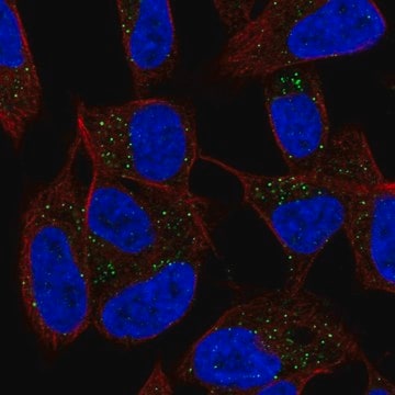 Anti-DPT antibody produced in rabbit Prestige Antibodies&#174; Powered by Atlas Antibodies, affinity isolated antibody