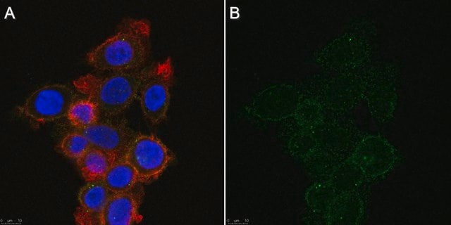 Anti-Neuropilin-1 Antibody, ECD b1b2 Antibody, clone mAb2