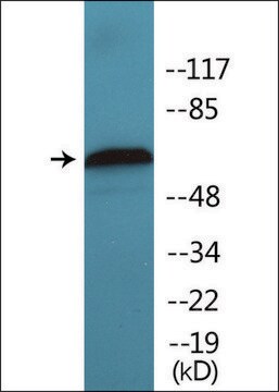 Anti-phospho-A-RAF (pTyr302) antibody produced in rabbit affinity isolated antibody